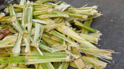 Economia circular: como a produção de açúcar e etanol pode ser mais sustentável?