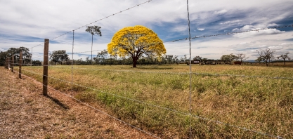 No auge da florada, ipês exigem atenção redobrada em áreas produtivas