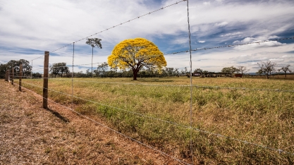 No auge da florada, ipês exigem atenção redobrada em áreas produtivas
