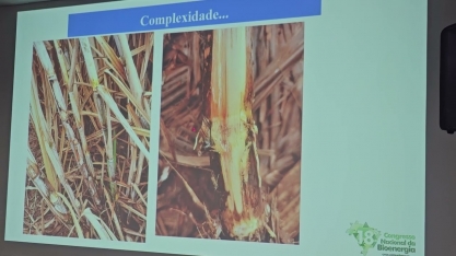 Síndrome da murcha da cana se espalha pelos canaviais em ritmo acelerado