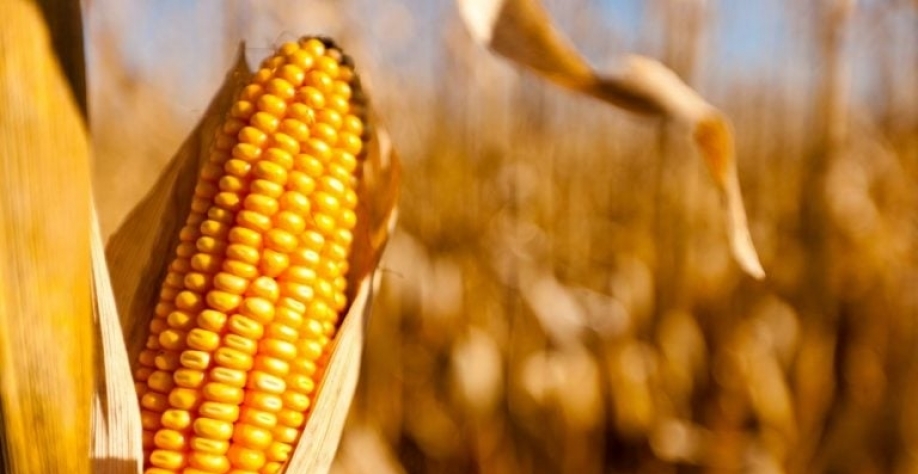 Etanol de milho vai ser produzido por Inpasa e Amaggi. Richard Hamilton Smith_Getty