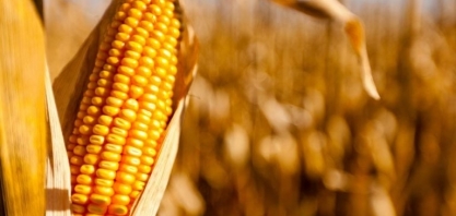 Amaggi e Inpasa vão construir ao menos 3 usinas de etanol de milho em Mato Grosso