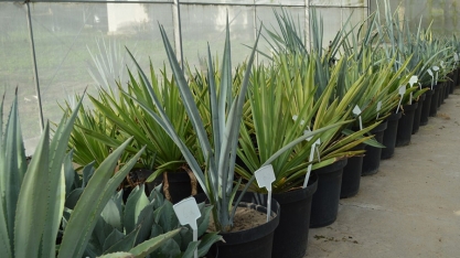 Brasil investe em pesquisa com planta da tequila para produção de etanol