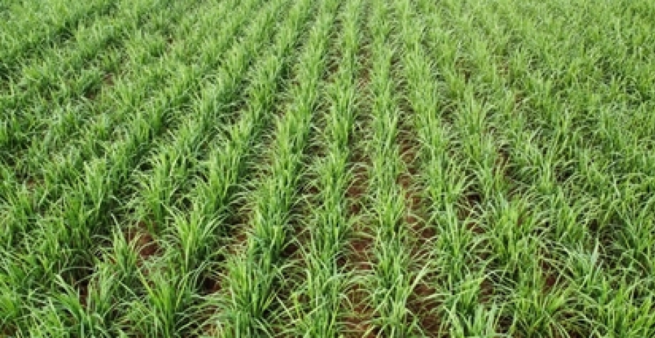 Canavial bem conduzido: colhido em março de 2025 (retirada de mudas), sendo preparado para a safra 2026.