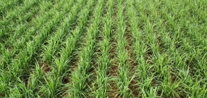 “Setor sucroenergético ensaia retomada, mas enfrenta gargalos graves na qualidade”.  Como enfrentar essa realidade?