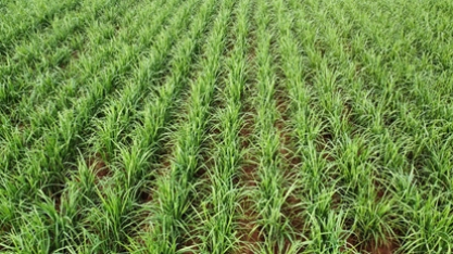 “Setor sucroenergético ensaia retomada, mas enfrenta gargalos graves na qualidade”.  Como enfrentar essa realidade?