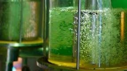 Catarina Fertilizantes e incorporadora Saes vão erguer plantas de etanol, biodiesel e misturadora