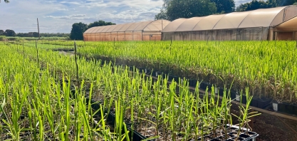 Brasil conquista novo mercado para exportação de mudas de cana-de-açúcar “in vitro” à Guatemala