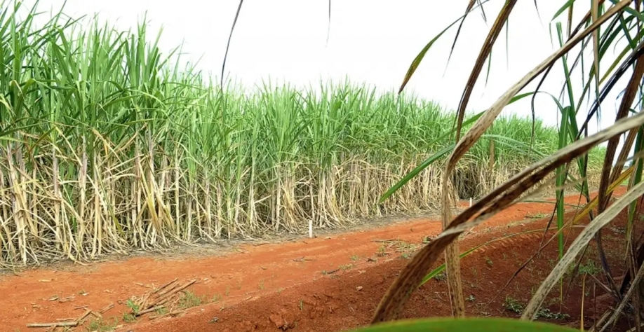 A safra 24/25 foi finalizada em Alagoas em abril desse ano - Foto: Reprodução