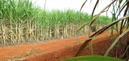 Cenário de redução é previsto para a safra de cana 25/26 em AL