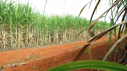 Cenário de redução é previsto para a safra de cana 25/26 em AL