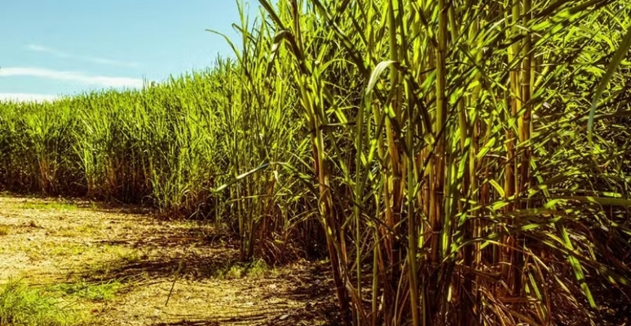  “O Brasil tem tecnologia e pode suprir essa demanda” Roberto Azeredo — Foto: Petra Bensted/CCommons