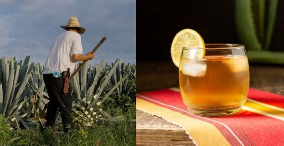 Agave (Crédito: Freepik)