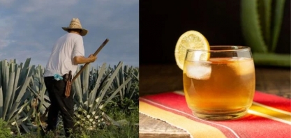 ‘Tequila do Sertão’: Embrapa aposta no agave para produzir biocombustíveis em regiões mais secas
