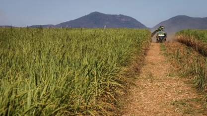 Safra de cana no Nordeste deve cair 5% em 2025/26