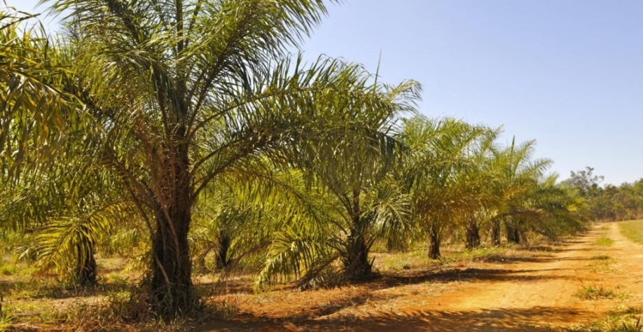Macaúba mantida pela Embrapa Cerrados em seu banco ativo de germoplasma com mais de 105 cultivares da espécie (Foto: Zineb Benchekchou/Embrapa)
