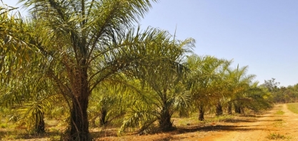 Força do agro mantém Brasil na corrida pelo SAF