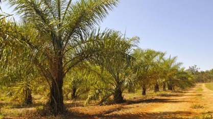 Força do agro mantém Brasil na corrida pelo SAF