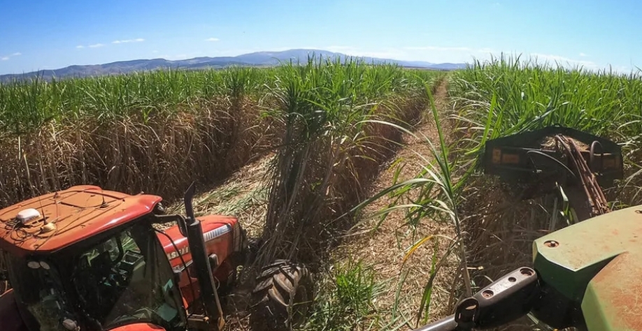 Nas lavouras de cana, a companhia teve uma redução de 8,4% em sua produtividade média, que ficou em 83,4 toneladas por hectare — Foto: Wenderson Araujo/CNA