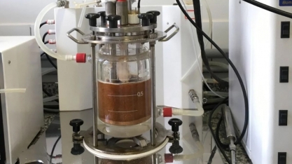Resíduos do camarão podem beneficiar produção de etanol