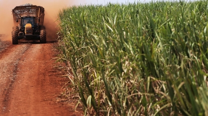Produção de cana-de-açúcar será de 81,4 milhões de toneladas em Minas Gerais