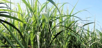 Fitopatologista renomado, Dr. Antônio de Goes será um dos palestrantes do I Simpósio Nacional da Síndrome da Murcha da Cana-de-Açúcar