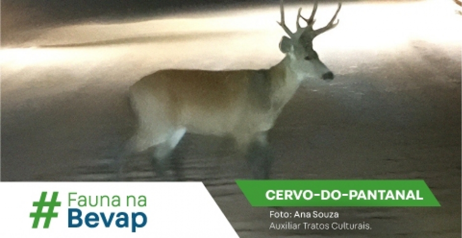 Foto: Ana Souza – Auxiliar Tratos Culturais