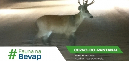 Cervo-do-Pantanal: majestade das áreas úmidas