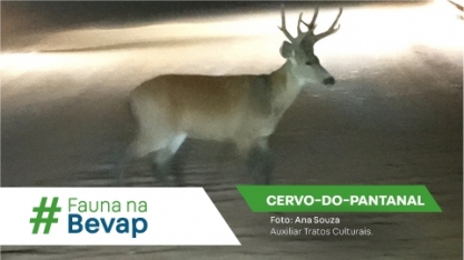 Cervo-do-Pantanal: majestade das áreas úmidas
