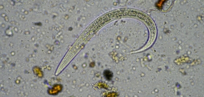 Nematoides causam prejuízos bilionários e manejo biológico se destaca como solução regenerativa
