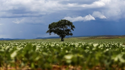 Alta nos fertilizantes espreme margens e pode atrasar recuperação