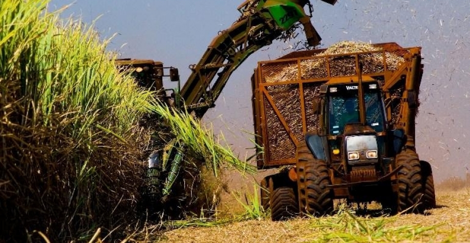 A cidade segue como referência no setor sucroenergético, impulsionada pela presença de grandes usinas e pela expansão das áreas destinadas ao cultivo (Foto/Reprodução) 