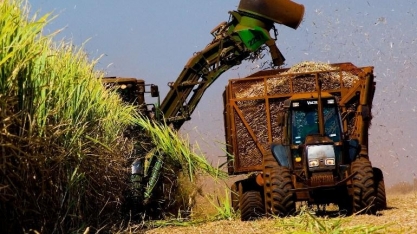 IBGE: Uberaba lidera ranking nacional da cana-de-açúcar