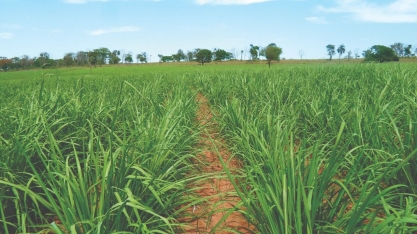 RIDESA lança 18 novas variedades de cana em encontro nacional