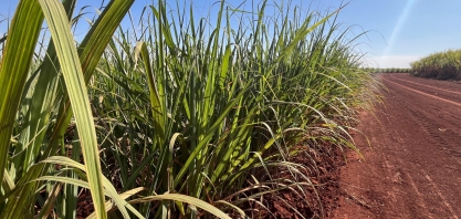 Reunião Técnica Regional 2025 do Programa de Cana IAC será em Ribeirão Preto – SP nesta quarta-feira (24)