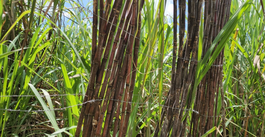 A produção de canaviais com alto desempenho é foco da São José Agroindustrial