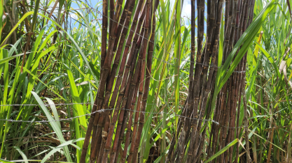 São José Agroindustrial receberá visita do tour CanaOnline pelo Nordeste Canavieiro