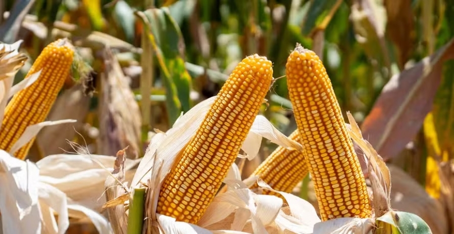 Segmento é crescente e visto como alternativa à cana-de-açúcar na produção do biocombustível — Foto: Mauricio Tonetto / SecomRS