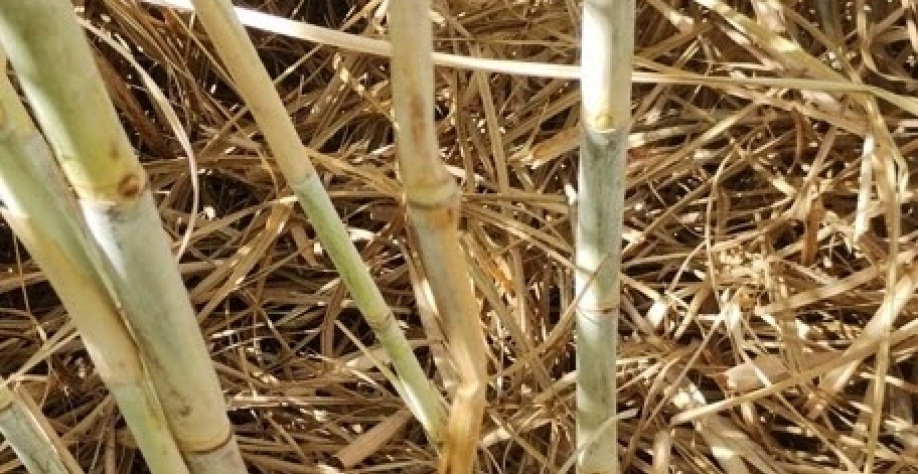 Existe uma correlação direta da SMC com a desidratação e com uma cana rachada, brocada e/ou desnutrida. Por conta disso, é necessário adotar um manejo inovador para lidar com esse problema. Foto: Divulgação CANAEX