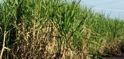 Controle da broca-da-cana e manejo de plantas daninhas serão destaques do Congresso Técnico Global Cana 2025