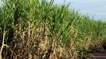 Controle da broca-da-cana e manejo de plantas daninhas serão destaques do Congresso Técnico Global Cana 2025