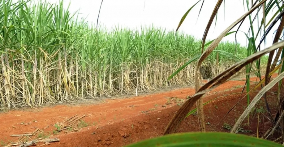 Maior demanda interna por etanol absorveu boa parte do processamento da cana-de-açúcar