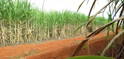 Cana ultrapassa milho em valor de produção no Brasil e só perde para soja; veja ranking