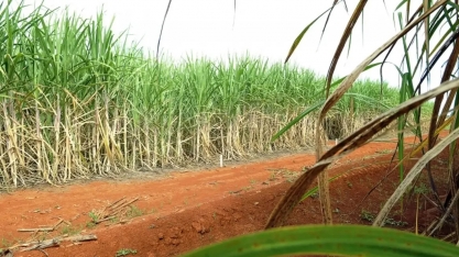 Cana ultrapassa milho em valor de produção no Brasil e só perde para soja; veja ranking
