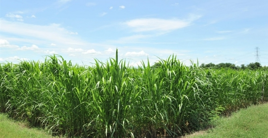 Plantio de cana-de-açúcar - Foto: Reprodução