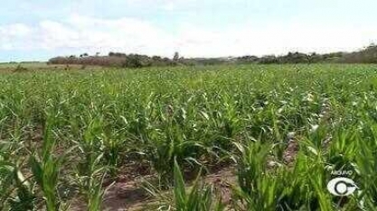 Usinas de AL apostam na produção de grãos durante entressafra da cana