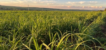 Safra 2025/26 de cana em Minas Gerais termina mais cedo com retração na produção