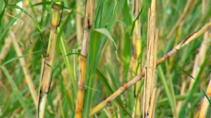 PCC estava em todo o setor de produção de cana-de-açúcar e obrigava empresários a vender propriedades, diz MP