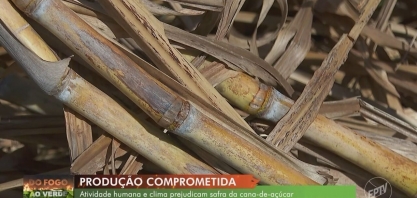 Clima de deserto e incêndios criminosos prejudicam safra da cana-de-açúcar na região