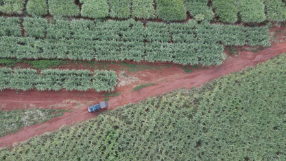 Imagens de satélite ajudam a prever produtividade de cana e soja